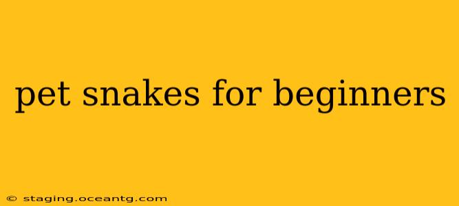 pet snakes for beginners