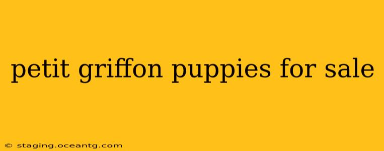 petit griffon puppies for sale