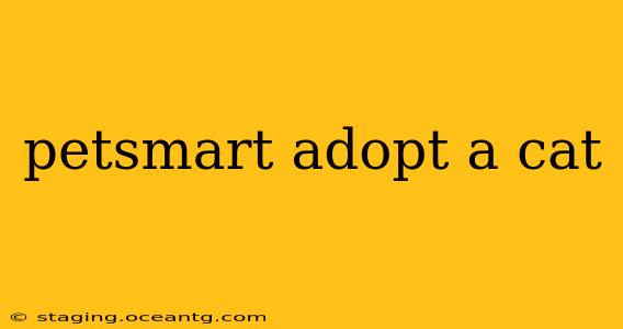 petsmart adopt a cat
