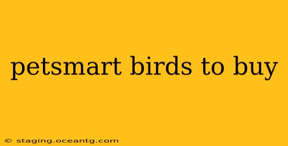 petsmart birds to buy