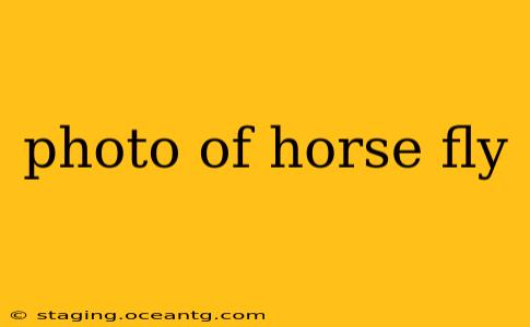 photo of horse fly
