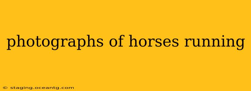 photographs of horses running