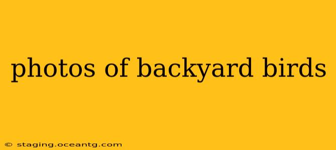 photos of backyard birds