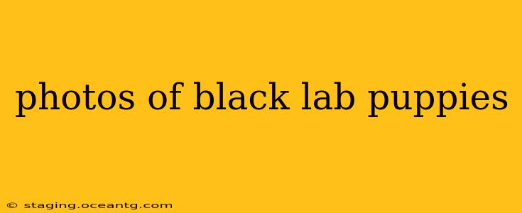 photos of black lab puppies