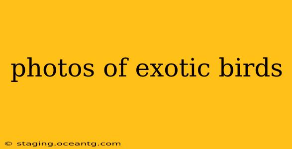 photos of exotic birds