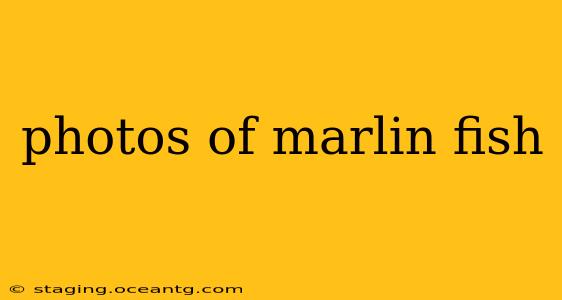 photos of marlin fish