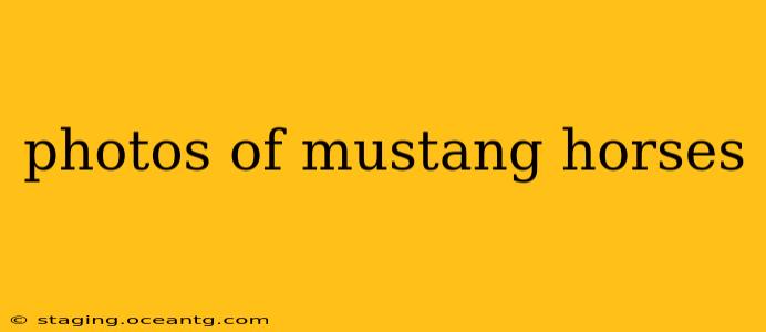 photos of mustang horses