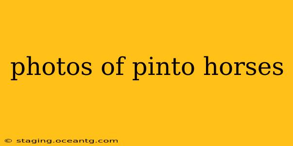 photos of pinto horses