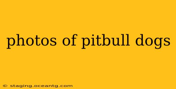photos of pitbull dogs