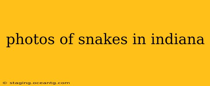 photos of snakes in indiana