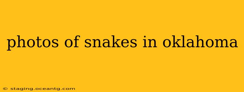 photos of snakes in oklahoma