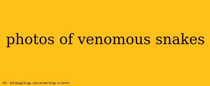photos of venomous snakes