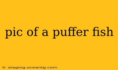 pic of a puffer fish