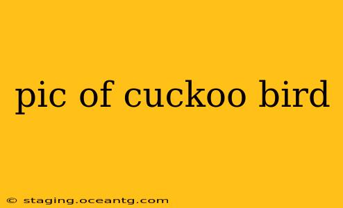 pic of cuckoo bird