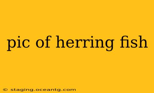 pic of herring fish