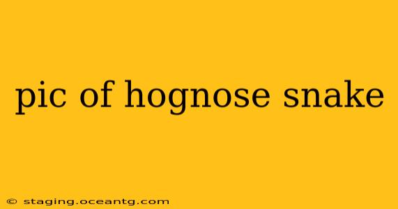 pic of hognose snake