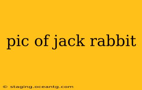 pic of jack rabbit