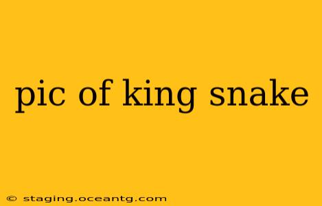 pic of king snake