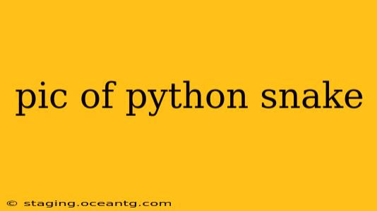pic of python snake