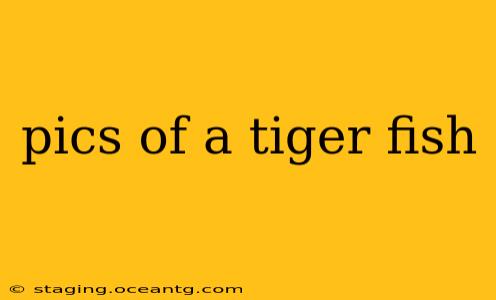 pics of a tiger fish