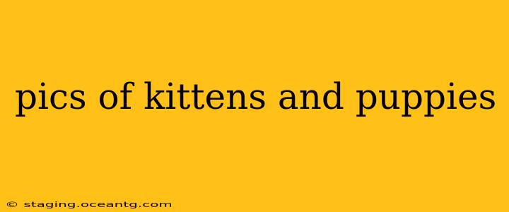 pics of kittens and puppies