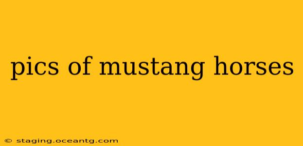 pics of mustang horses