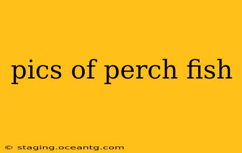 pics of perch fish