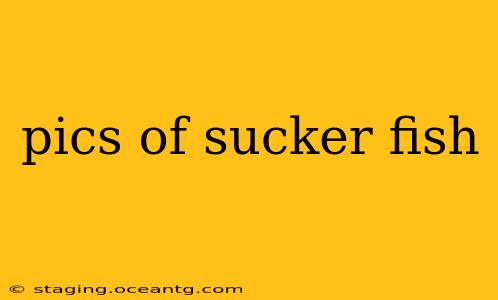 pics of sucker fish