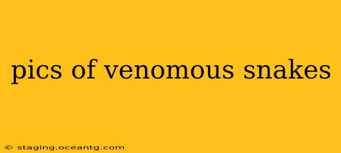 pics of venomous snakes