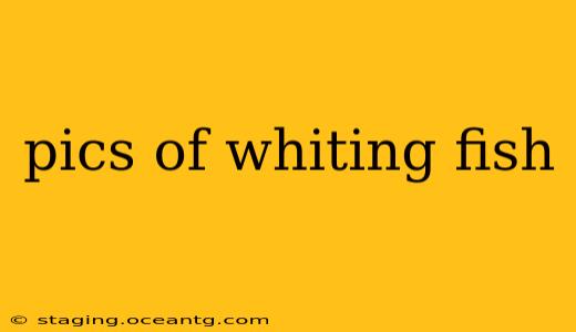 pics of whiting fish