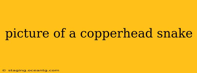 picture of a copperhead snake