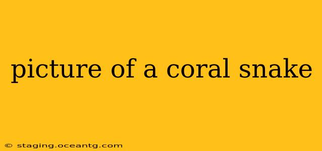 picture of a coral snake