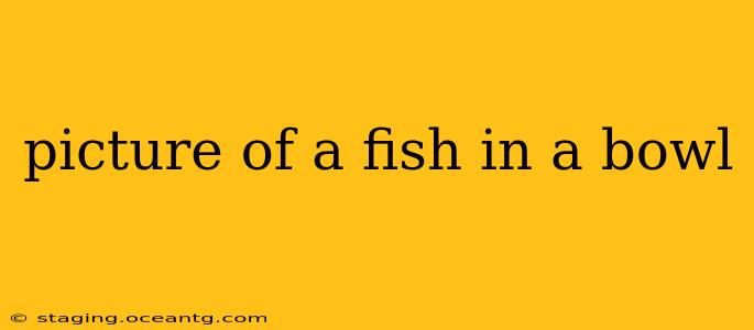 picture of a fish in a bowl