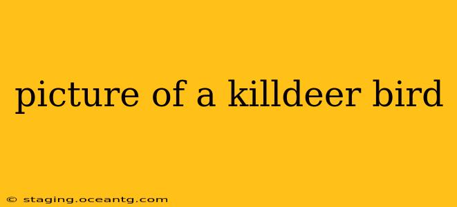 picture of a killdeer bird