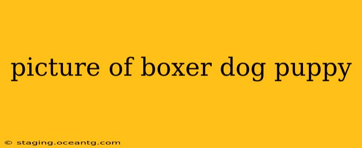 picture of boxer dog puppy