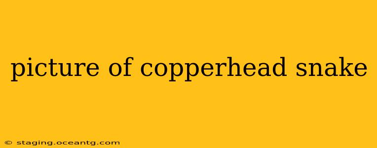picture of copperhead snake
