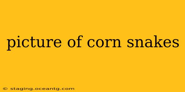 picture of corn snakes