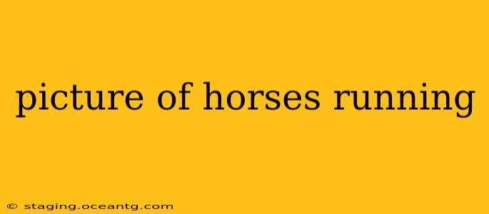 picture of horses running