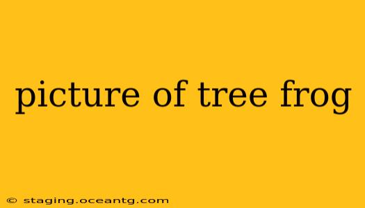picture of tree frog