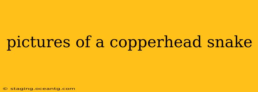 pictures of a copperhead snake