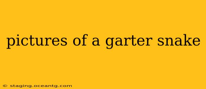 pictures of a garter snake