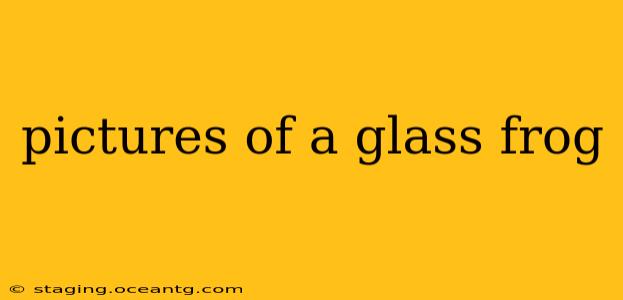 pictures of a glass frog