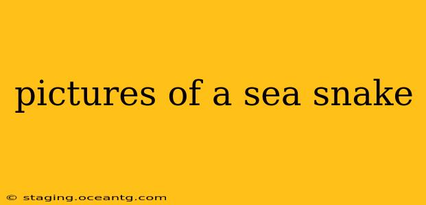 pictures of a sea snake