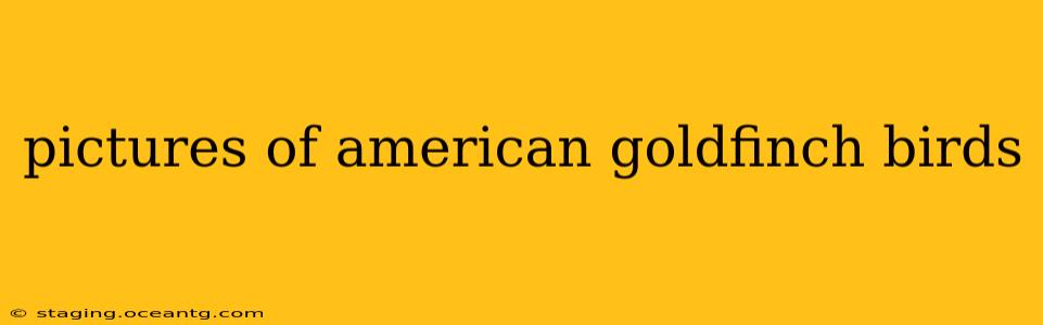 pictures of american goldfinch birds