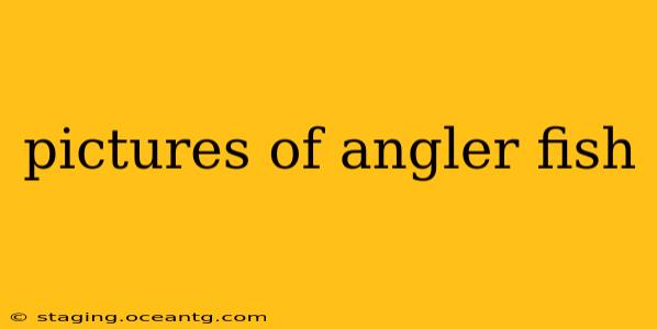 pictures of angler fish