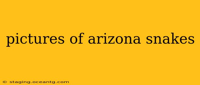 pictures of arizona snakes