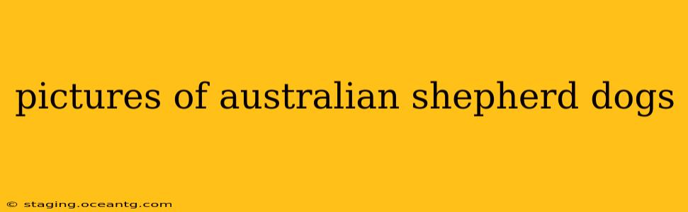 pictures of australian shepherd dogs