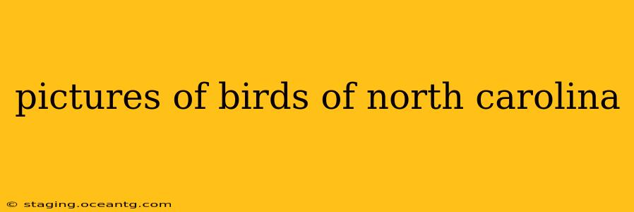pictures of birds of north carolina