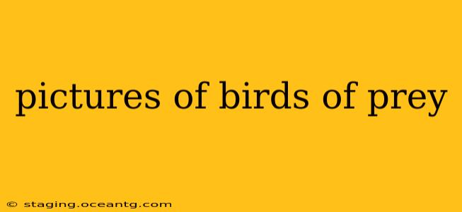 pictures of birds of prey