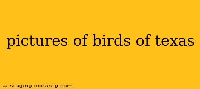 pictures of birds of texas